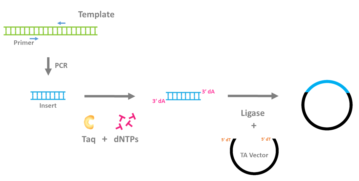 So Many DNA Polymerases, So Little Time GoldBio